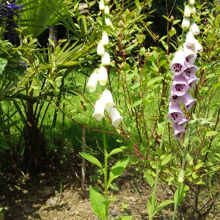 Maison Doat 1823 ベッド・アンド・ブレックファスト 3*